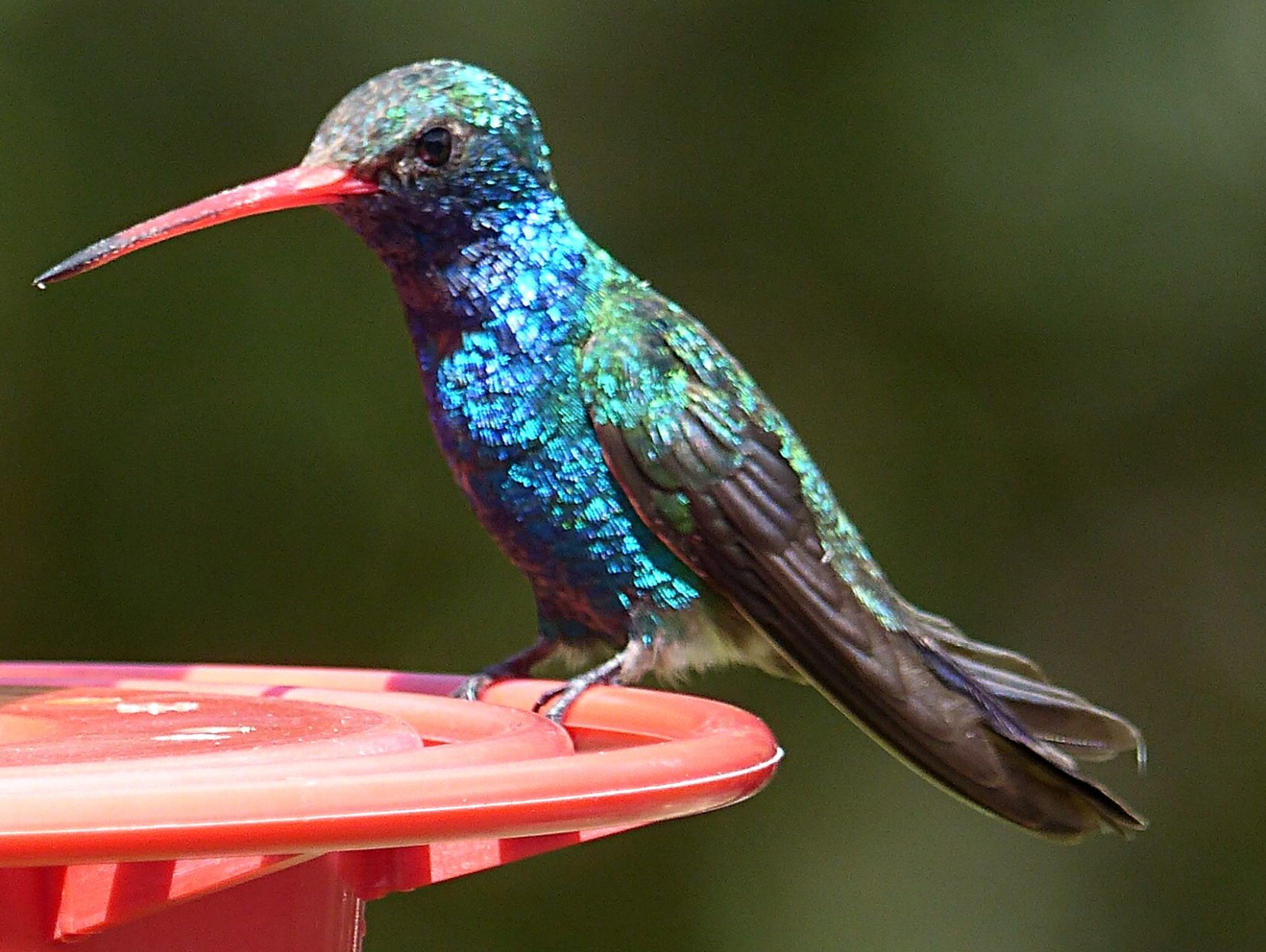 Hummingbirds from backyards and beyond